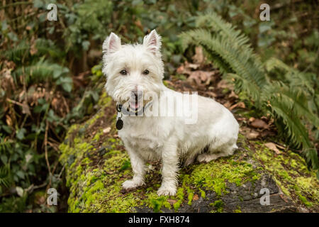 Zipper, a Westie, posing outside as he sits on a large moss-covered fallen tree in Issaquah, Washington, USA Stock Photo