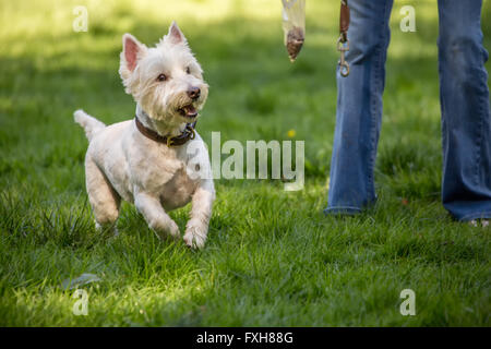 Zipper, a Westie, playing fetch with his owner in Issaquah, Washington, USA Stock Photo