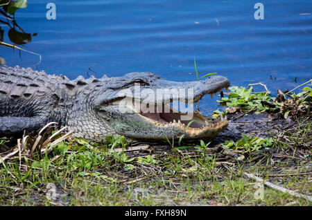 Alligator with mouth open in Myakka River State Park in Sarasota County in Sarasota Florida Stock Photo