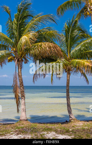 Palm trees at waters edge on Gulf of Mexico on Pine Island in Florida Stock Photo