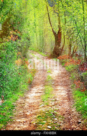 Walkway in secluded deciduous forest, beautiful peaceful scene on a sunny summer day, nature of wildlife sanctuary of Lebanon Stock Photo