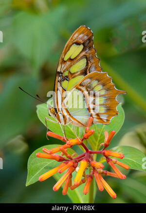 Malachite Siproeta stelenes butterfly taken at Butterfly Estates in Fort Myers Flkorida Stock Photo