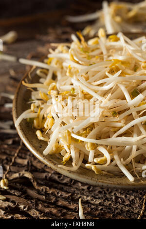 Raw Healthy White Bean Sprouts Ready for Cooking Stock Photo