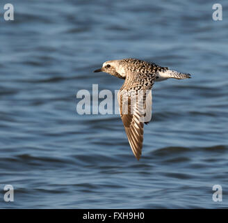 Black-bellied plover (Pluvialis squatarola ) flying over the ocean, Galveston, Texas, USA. Stock Photo