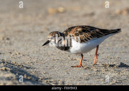 Ruddy Turnstone (Arenaria interpres) on the ocean beach, Galveston, Texas, USA. Stock Photo