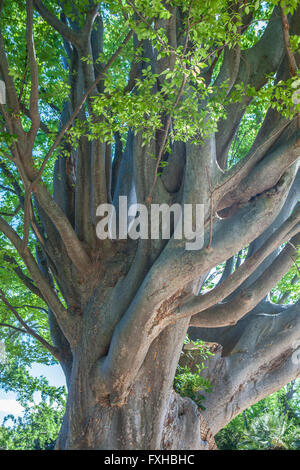 Caucasian Elm, Zelkova or Caucasian Zelkova, Zelkova carpinifolia