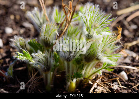 Pulsatilla vulgaris or pasque flower in early spring before it blooms. Also known as Danes blood. Stock Photo