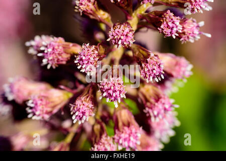 Petasites hybridus, the butterbur, close up of the pink inflorescences clusters of flowers. Also known as bog rhubarb, devils ha