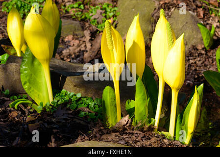 Lysichiton americanus, also known as western skunk cabbage, yellow skunk cabbage or swamp lantern. Yellow and smelly with an int Stock Photo