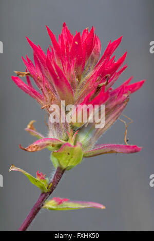 Close up of giant red Indian paintbrush (Castilleja miniata / Castilleja elata) in flower, native to western North America Stock Photo