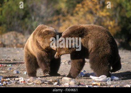 Two Kodiak brown bears (Ursus arctos middendorffi) fighting at rubbish dump in Larsen Bay, Kodiak Island, Alaska, USA Stock Photo