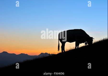 Domestic cow (Bos taurus) with cowbell silhouetted against sunset in the Pyrénées-Atlantiques, Pyrenees, France