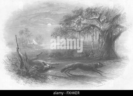 LANDSCAPES: Night jungle, antique print c1830 Stock Photo