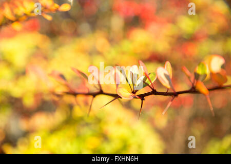 Autumn colors in rural England Stock Photo