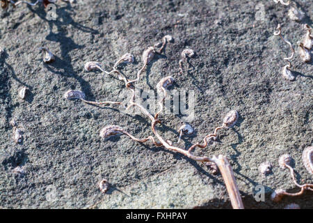 Ivy root on the rock Stock Photo