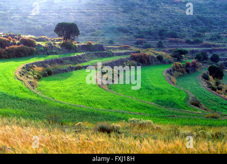 Terraced farm fields near As Soudah; Asir Region; Kingdom of Saudi Arabia Stock Photo