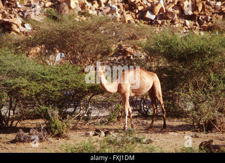 Dromedary camel forages for food in hills near Bishah; Kingdom of Saudi Arabia Stock Photo