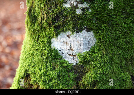 it's a photo of a white Heart shape icon that is engraved on a trunk covered with green moss. It has a symbolic face Stock Photo