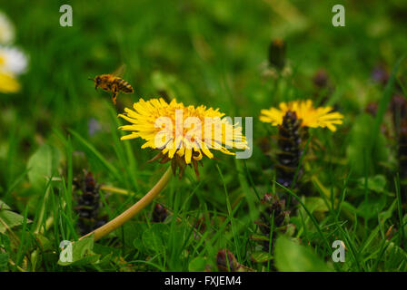 A bee flies away from a dandelion after pollinating it Stock Photo