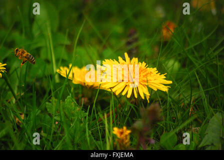 A bee flies away after pollinating a dandelion Stock Photo