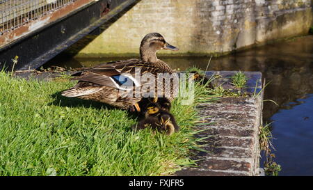 High angle view of female mallard duck and ducklings in the grass on the edge of a wall with the river in the background Stock Photo