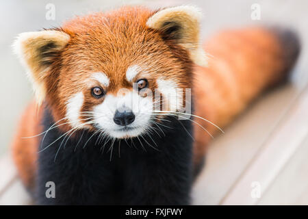 A frontal portrait of a Red Panda Stock Photo