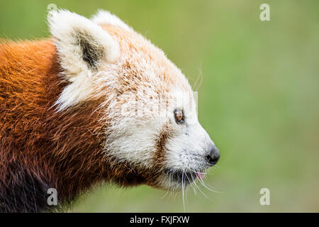Profile Portrait of a Red Panda Against a Green Background Stock Photo