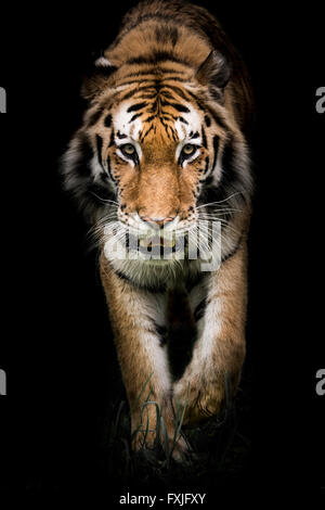 An Amur Tiger Prowling in the Grass Against a Black Background Stock Photo