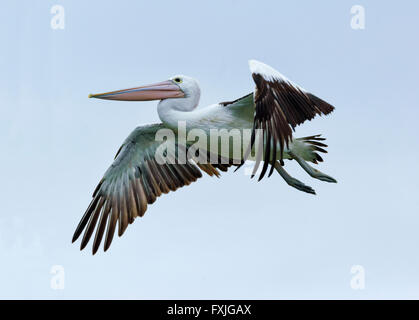Australian Pelican (Pelecanus conspicillatus), Kangaroo Island, South Australia, SA, Australia Stock Photo