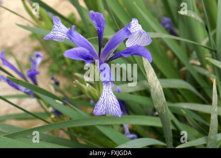 Iris lactea, wild iris, rhizomatous perennial herb with linear leaves and white beardless flowers with blue striated falls Stock Photo