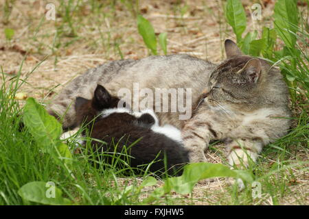 Tabby cat with black and white kitten lying in grass. Stock Photo