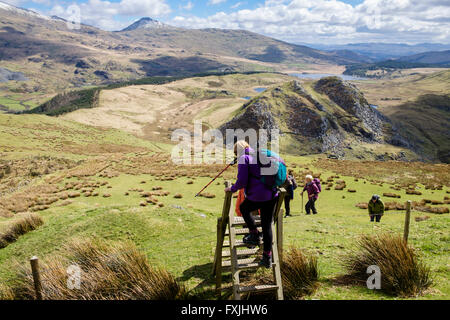 Female hiker climbs backwards down a footpath ladder stile on path up Mynydd Mawr in Snowdonia National Park. Rhyd Ddu Wales UK Stock Photo