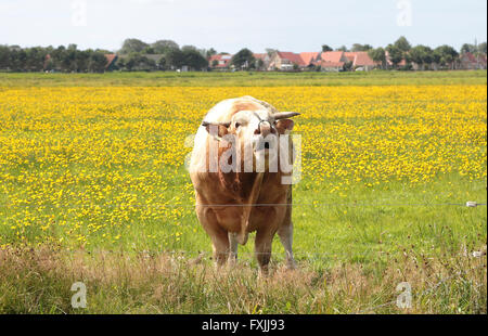 A bull in a meadow Stock Photo