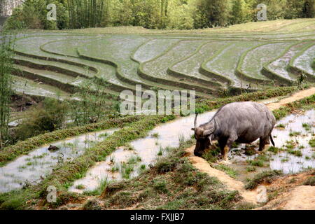Water buffalo grazing in terraced rice paddy fields in Sapa, a hilltribe region in northern Vietnam Stock Photo