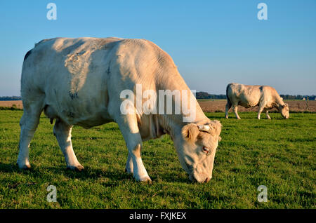 Closeup profile cow (Bos) grazing in the upper Normandy in France in light of sunset Stock Photo