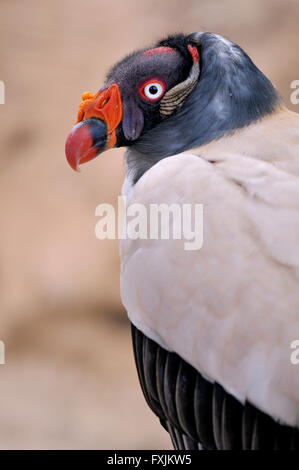 Portrait King Vulture (Sarcoramphus papa) seen from profile Stock Photo