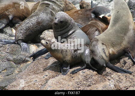 Australian fur seals, Bruny Island, Tasmania, Australia Stock Photo