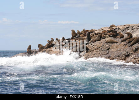 Australian fur seals, Bruny Island, Tasmania, Australia Stock Photo