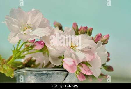 cherry flowers in metal pot on the sky background Stock Photo
