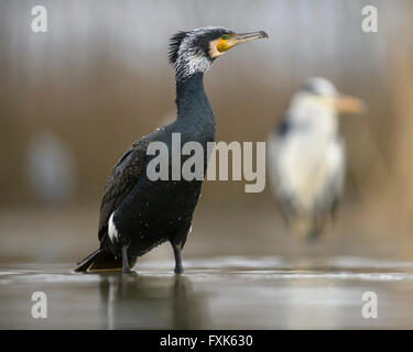 Cormorant (Phalacrocorax carbo), adult in breeding plumage standing in shallow water, behind Grey Heron (Ardea cinerea) Stock Photo