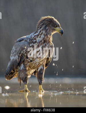 White-tailed eagle (Haliaeetus albicilla), young eagle in backlight in the shallow waters of a fish pond Stock Photo
