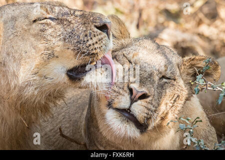 Lions (Panthera leo), portrait, displaying affection, South Luangwa National Park, Zambia Stock Photo