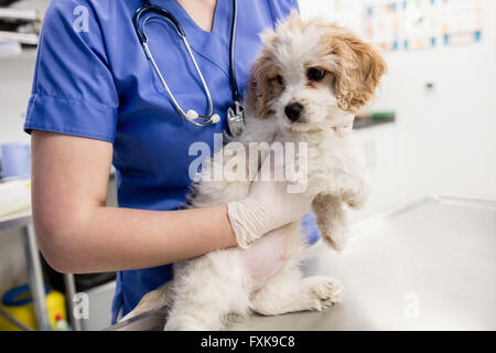 Mid-section of vet holding dog
