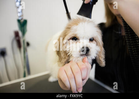 Vet grooming a dogs hair Stock Photo