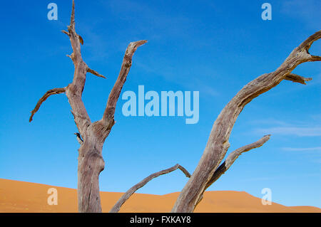 Deadvlei Acacia Tree - Sossusvlei - Namibia Stock Photo