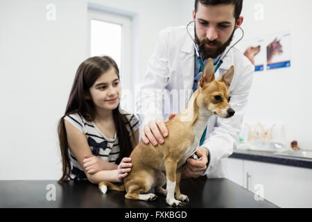 Vet examining dog with its owner Stock Photo