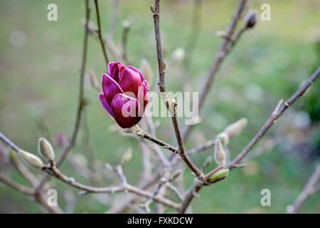 The only flower on the tree sharply rendered, a single purple magnolia isolated against a background of the tree and grass. Stock Photo