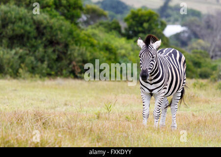 Burchell's zebra Standing in a field. Stock Photo