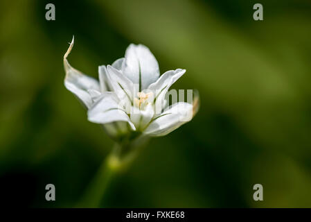Close up of a three cornered leek flower Stock Photo