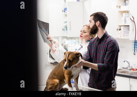 Vet discussing x-ray of dog with its owner Stock Photo